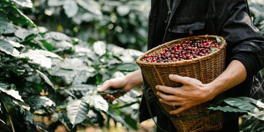 Coffee beans. A person picking coffee beans at a coffee beans farm.